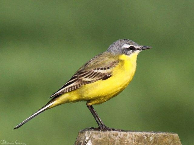 Gele Kwikstaart Foto Danny Claeysier. | Mergus