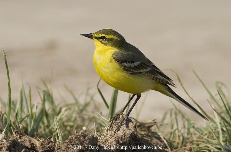 gele Kwikstaart, Engelse Foto Dany Tielens. | Mergus