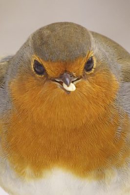 roodborst