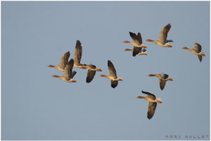 2016-08-02 Grauwe Gans Marc Nollet