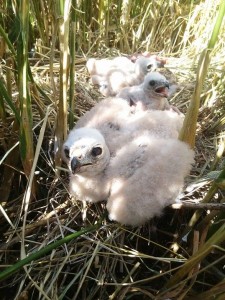 2016-08-09 Bruine Kiek pulli nest nu gepredeerd Jan Baert