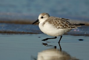 2016-11-22 Drieteenstrandloper Herman Blockx